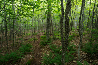 Young Broadleaf Forest