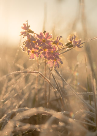 Frosty Verbena