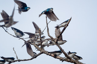 Tree Swallows Congregate