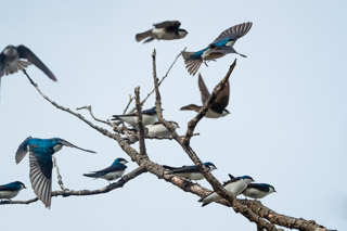 Tree Swallow Flash Mob