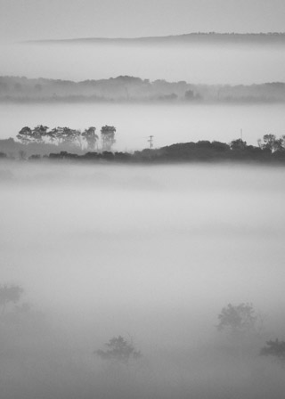 Islands of Forest