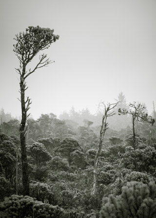 Towering Above the Salt Marsh