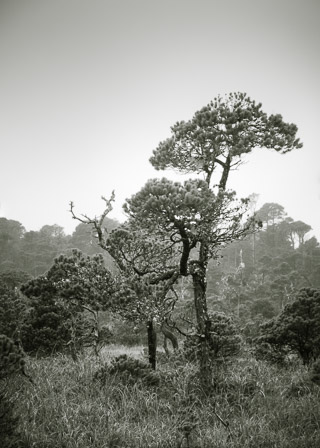 Salt Swamp Forest