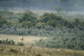 Deer in Foggy Meadow