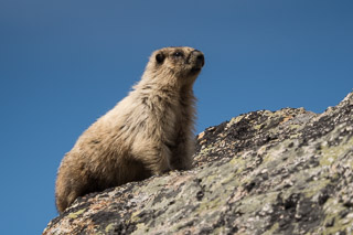 Marmot Sentry