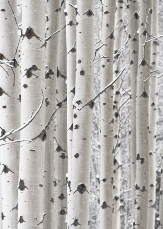White Poplar Trunks