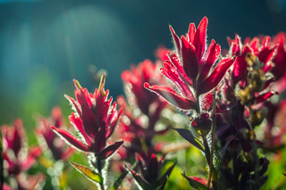 Field of Paintbrush