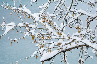 Snow Laden Branch