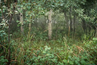 Foggy Underforest