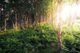 Birch and Ferns in the Evening I