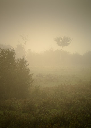 Foggy Patches of Prairie