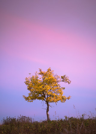 Standing Alone in a Bright Fall Sunset