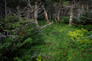 Bunchberry Carpet