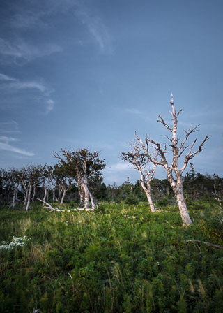 Assertive Tree