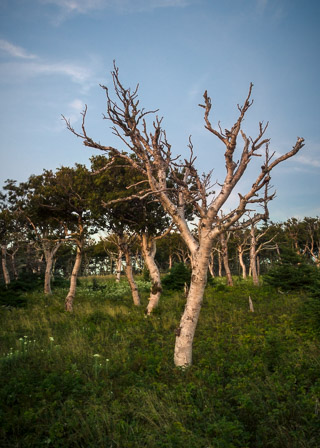 Skeleton at Last Light