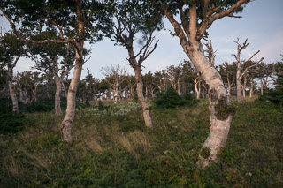 Old Birch Meadow