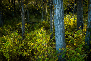Sunny Cottonwood Forest