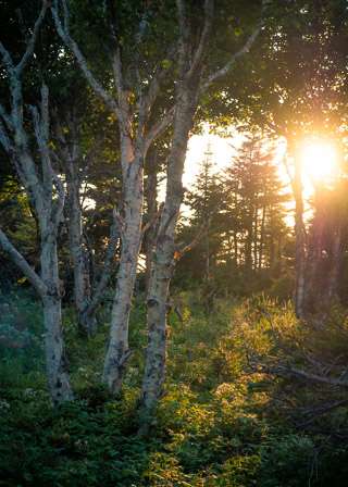 Birch and Ferns in the Evening II
