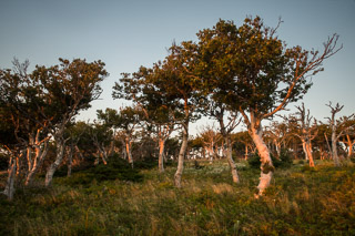 Orderly Grove