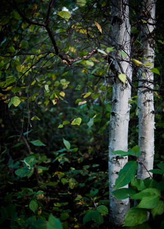 Stark Trunks Against a Messy Forest