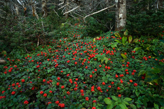Bright Berry Carpet