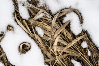 Uncovered Grass