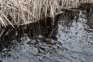 Cattail Reflections