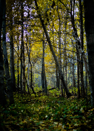 Into the Bright Mixed Forest