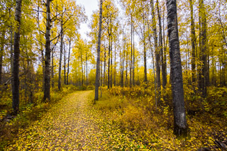 Yellow Fall Path