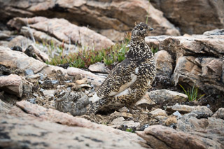 Ptarmigan Dust Bath