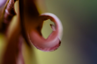 Autumn Leaf Curl