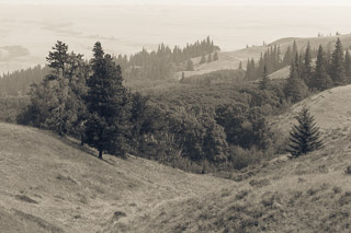 Shelters for Trees