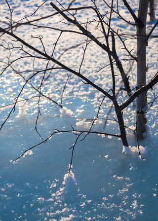Twig Shaping Frost