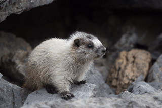 Curious Young Marmot