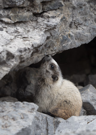 Marmot Investigation