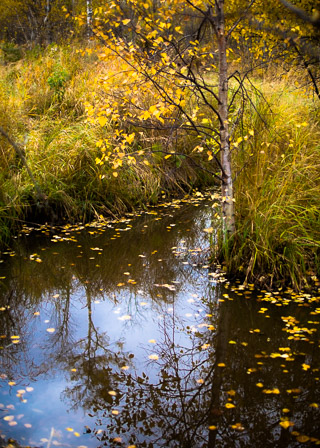 Autumn Pond