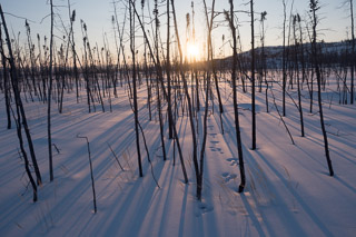 Arctic Tracks