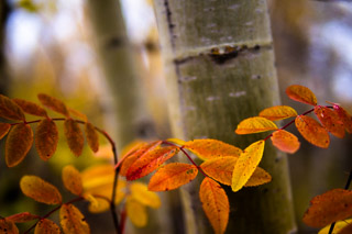 Rose Bushes and Poplar