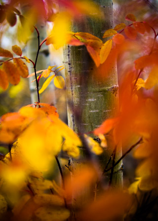 Poplar and Rose Stem