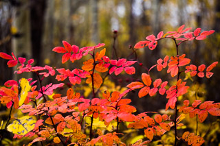 Red Rose Leaves