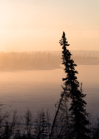 Old Spruce