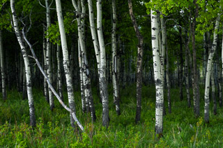 Green Poplar