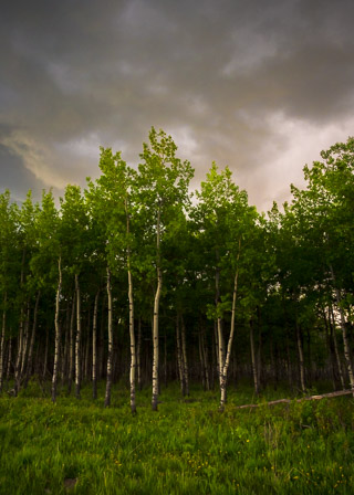 Stand of Young Poplar at Sunset