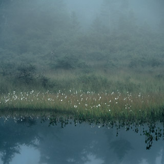 Seed-speckled Shore