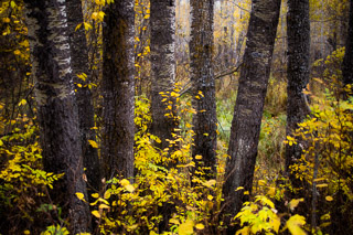 Gathering of Old Poplar