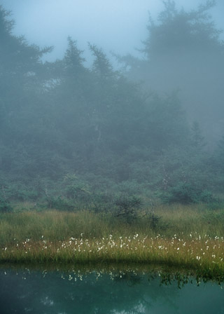 Misty Forest Pool