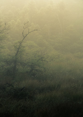 Small Tamarack in Soft Glow