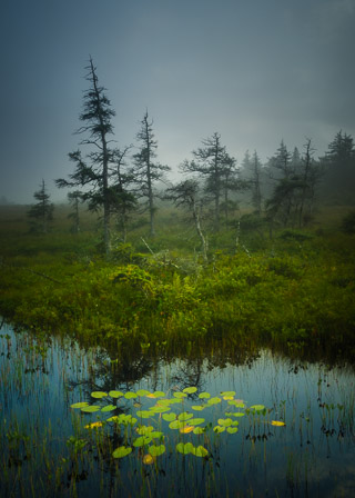 Lily Pads in the Marsh