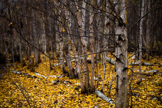 All the Leaves Have Fallen