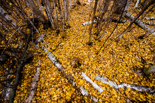 Scattered on the Forest Floor